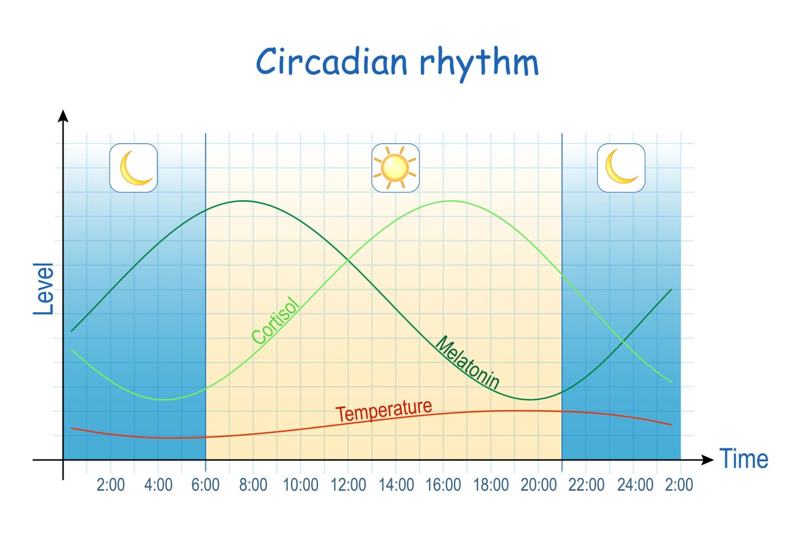 Circadian Rhythm Hormone Peaks, AI generated